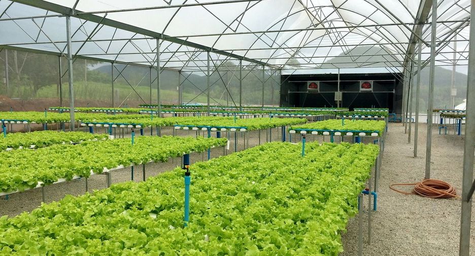 For sale 4 bedrooms retail Space in Wang Saphung, Loei