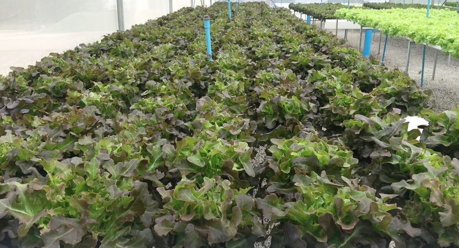 For sale 4 bedrooms retail Space in Wang Saphung, Loei