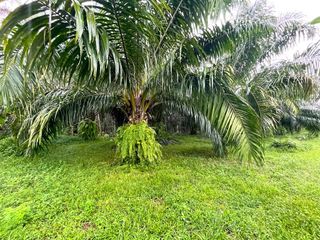 出售 土地 在 Takua Pa, Phangnga