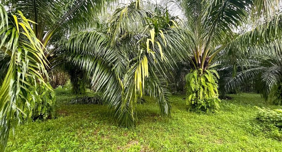出售 土地 在 Takua Pa, Phangnga