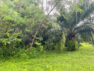 出售 土地 在 Takua Pa, Phangnga