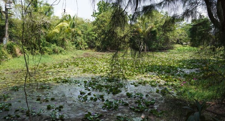 For sale land in Yang Talat, Kalasin