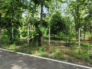 For sale land in Mae On, Chiang Mai