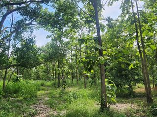 For sale land in Mae On, Chiang Mai