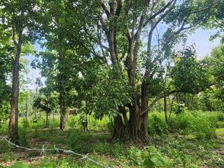 For sale land in Mae On, Chiang Mai