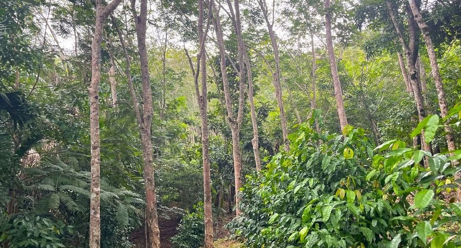 ขาย ที่ดิน ใน ตะกั่วทุ่ง, พังงา
