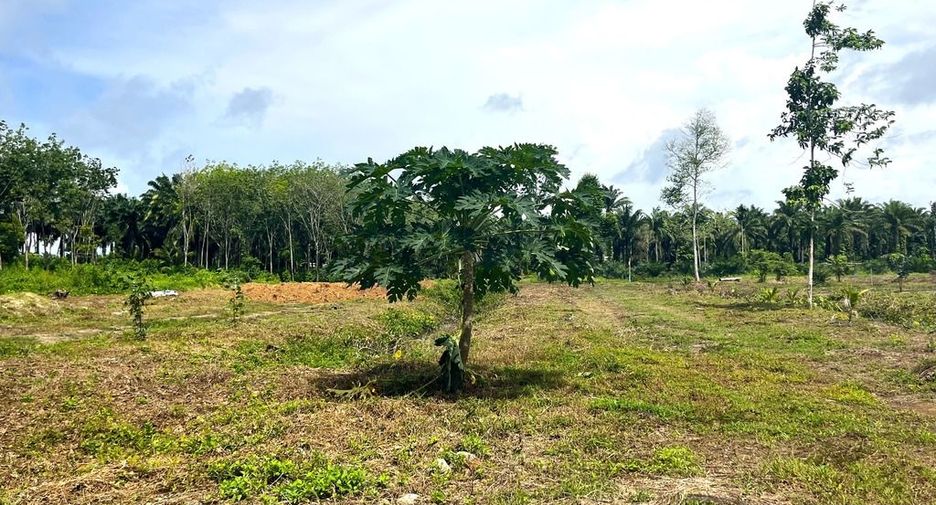 For sale land in Takua Thung, Phang Nga