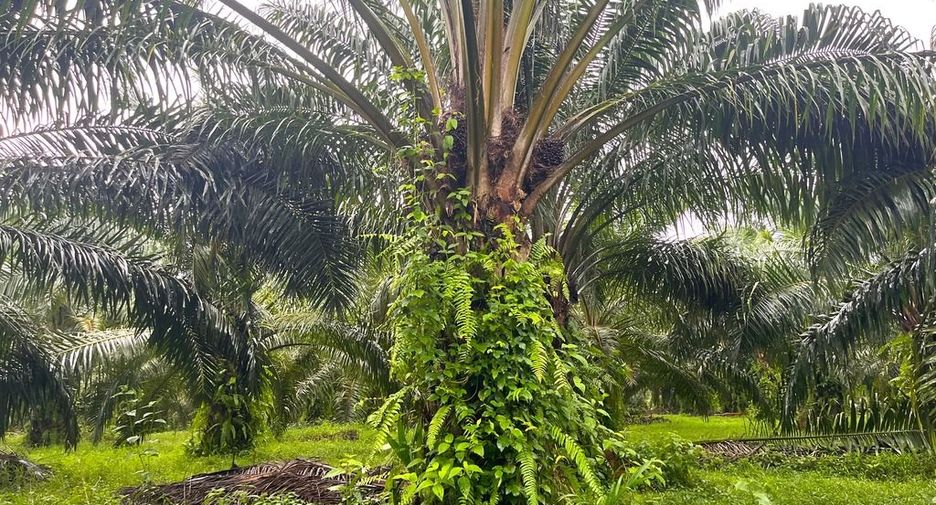 出售 土地 在 Takua Pa, Phangnga