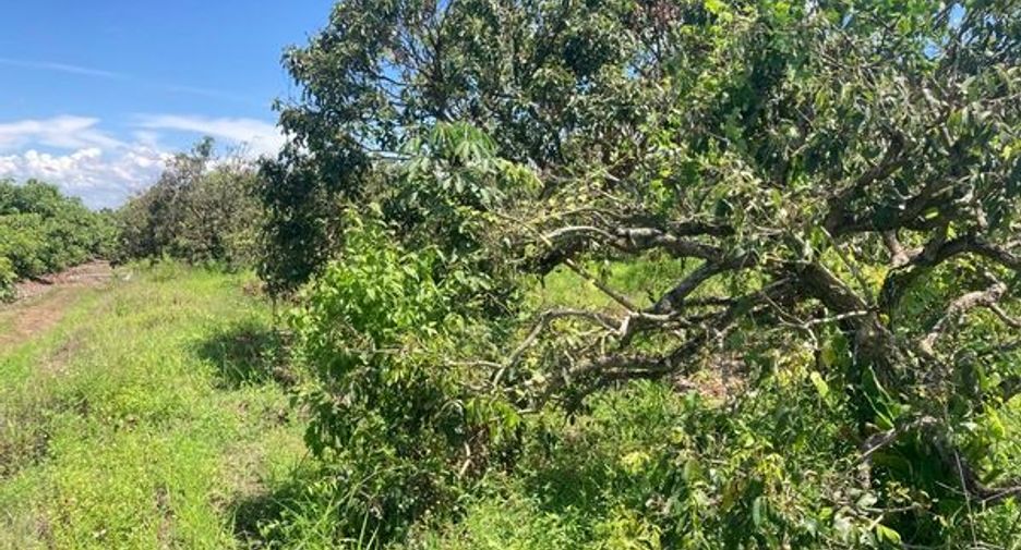 For sale land in Mae Wang, Chiang Mai