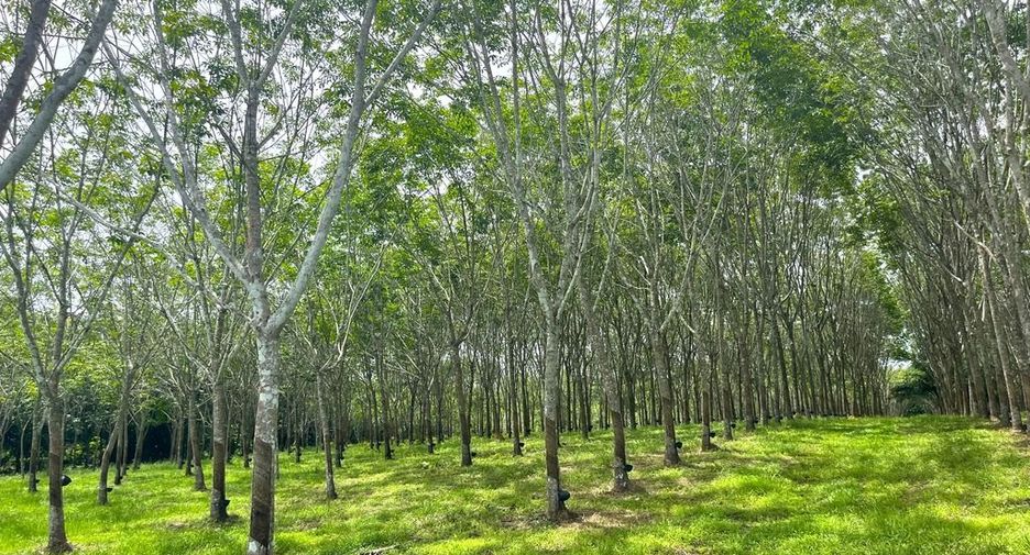 出售 土地 在 Takua Thung, Phangnga