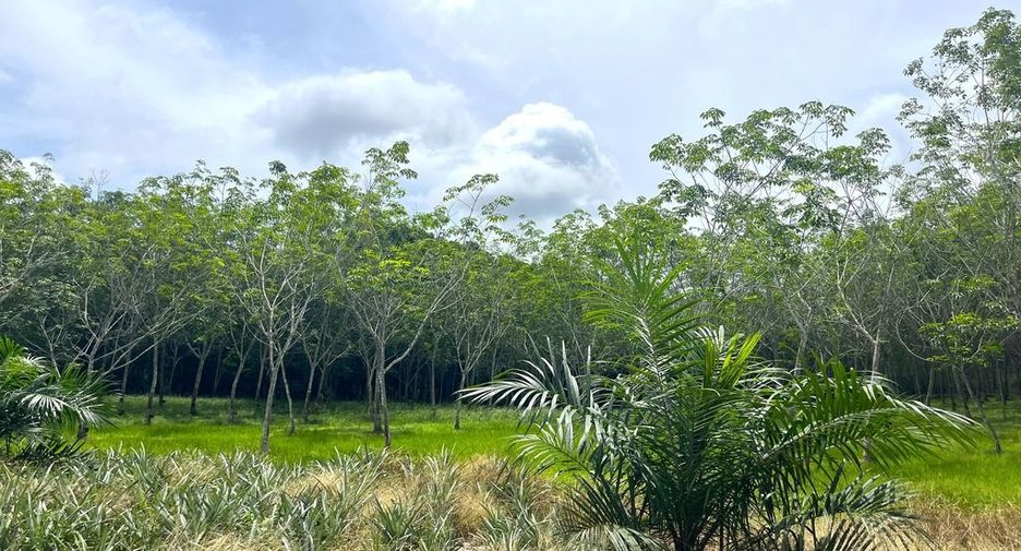 出售 土地 在 Takua Thung, Phangnga