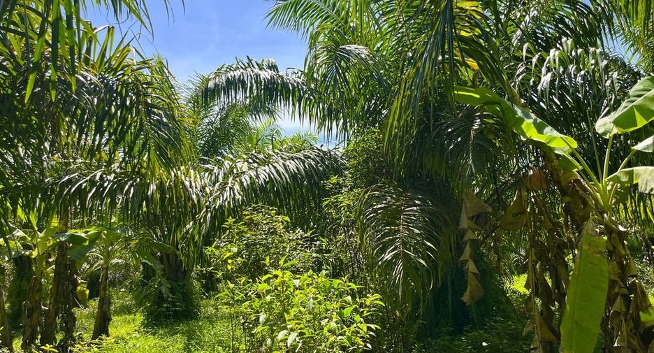 Terreno en venta en Thai Mueang, Phang Nga