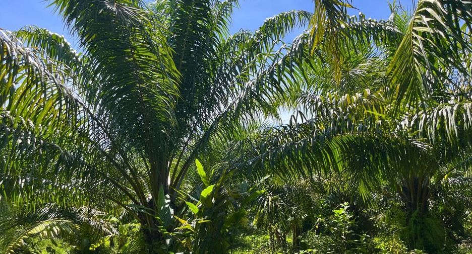 Terreno en venta en Thai Mueang, Phang Nga
