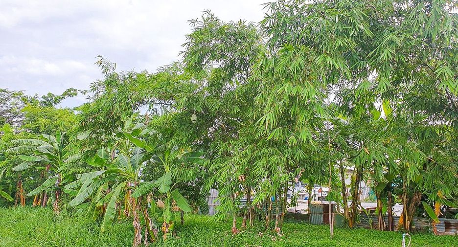 Grundstück zum Kauf in Lat Lum Kaeo, Pathum Thani