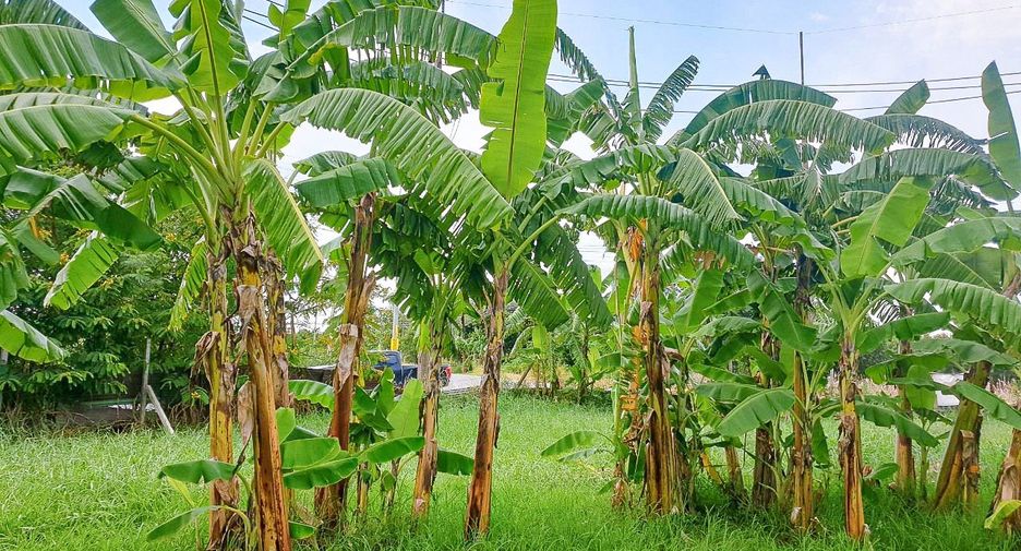 Grundstück zum Kauf in Lat Lum Kaeo, Pathum Thani