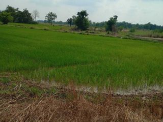 For sale land in Mueang Phitsanulok, Phitsanulok