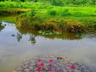 For sale land in Pak Chong, Nakhon Ratchasima