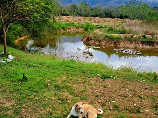 For sale land in Pak Chong, Nakhon Ratchasima