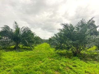 For sale land in Thai Mueang, Phang Nga