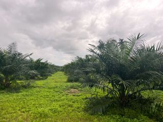 For sale land in Thai Mueang, Phang Nga