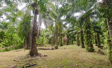 For sale land in Mueang Surat Thani, Surat Thani