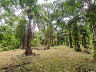 Продажа Участок в Mueang Surat Thani, Сураттани