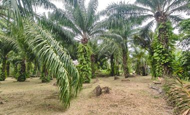 For sale land in Mueang Surat Thani, Surat Thani