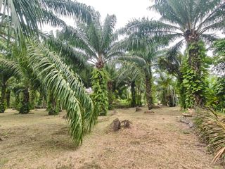 Продажа Участок в Mueang Surat Thani, Сураттани