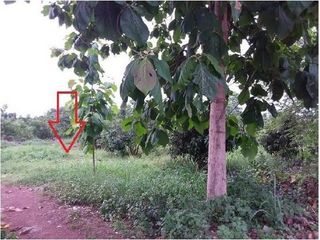 For sale land in Mueang Kalasin, Kalasin