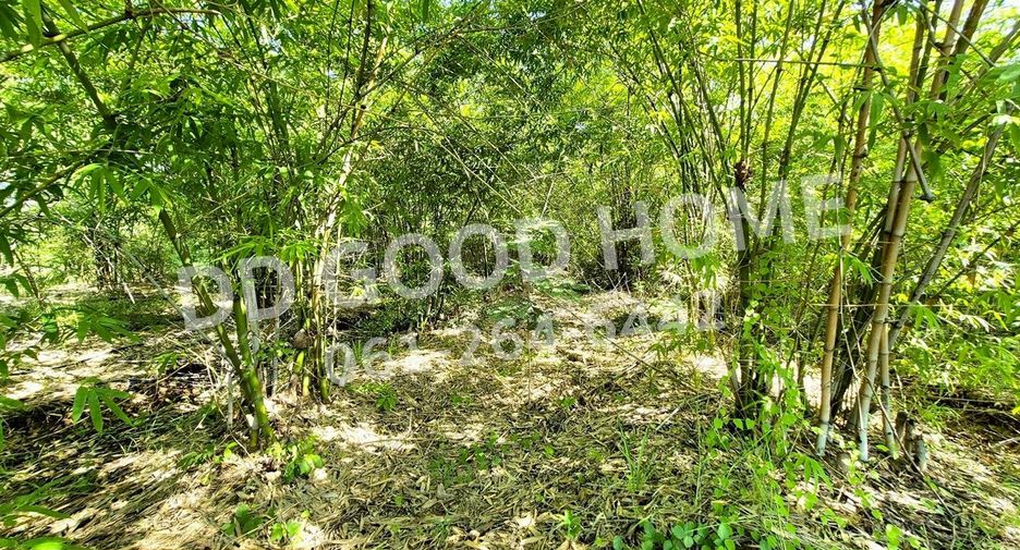 ขาย ที่ดิน ใน โนนไทย, นครราชสีมา