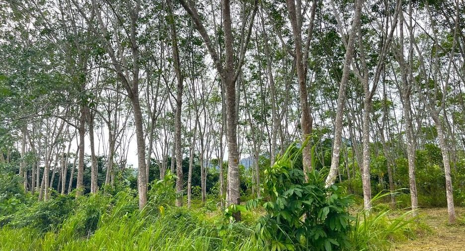 For sale land in Takua Thung, Phang Nga