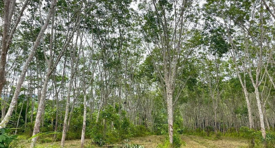 For sale land in Takua Thung, Phang Nga