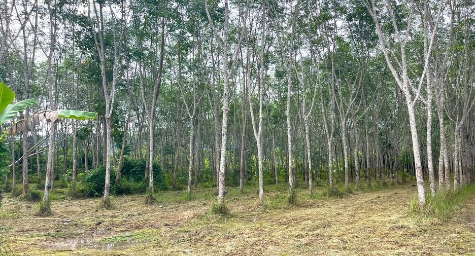 For sale land in Takua Thung, Phang Nga