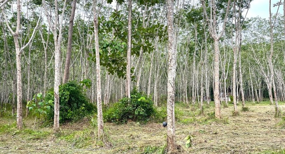 For sale land in Takua Thung, Phang Nga