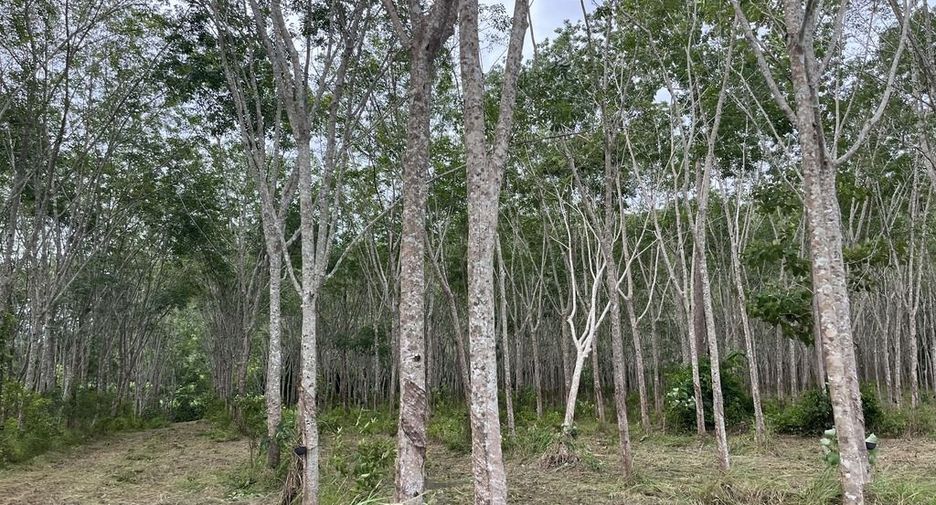 For sale land in Takua Thung, Phang Nga