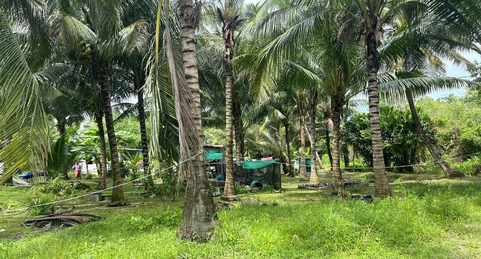 For sale land in Takua Thung, Phang Nga