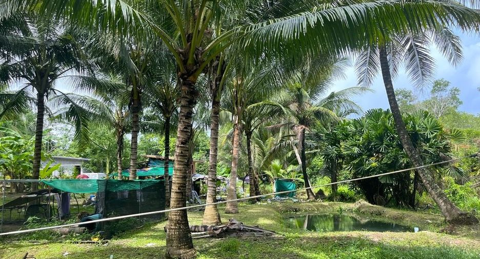 For sale land in Takua Thung, Phang Nga