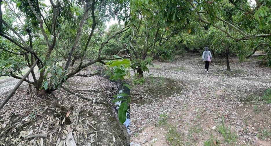 For sale land in Mae Wang, Chiang Mai