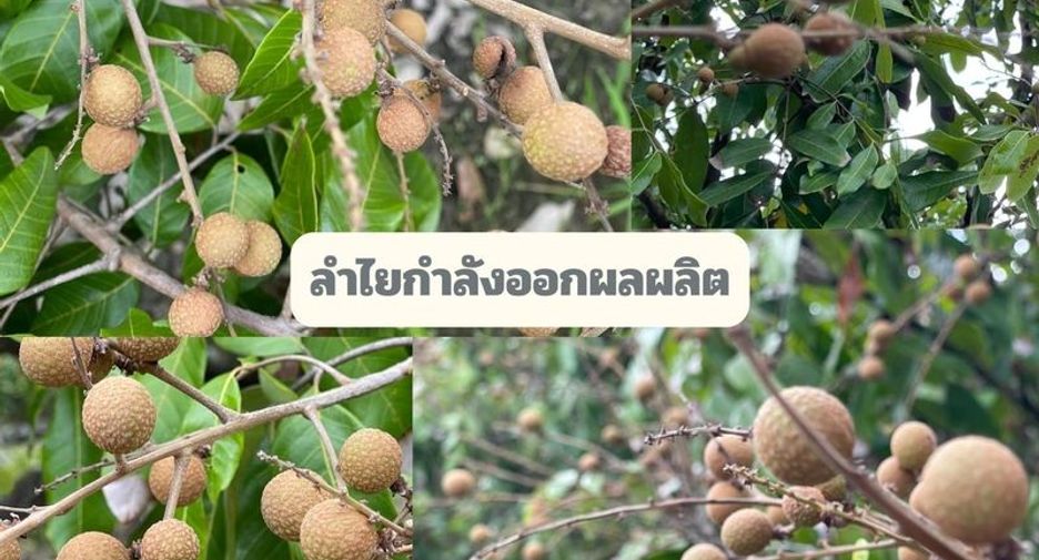 For sale land in Mae Wang, Chiang Mai