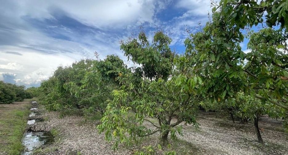For sale land in Mae Wang, Chiang Mai