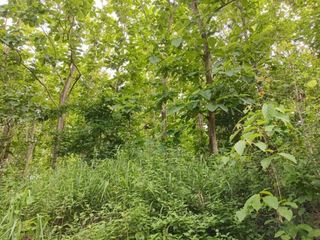 ขาย ที่ดิน ใน แม่สรวย, เชียงราย