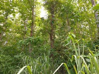 ขาย ที่ดิน ใน แม่สรวย, เชียงราย