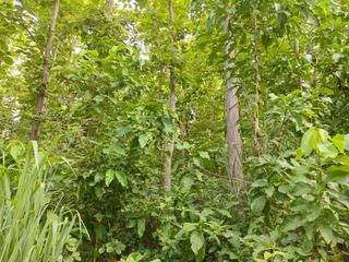 ขาย ที่ดิน ใน แม่สรวย, เชียงราย