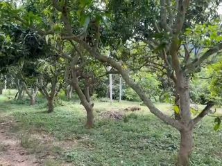 出售 土地 在 Ban Hong, Lamphun