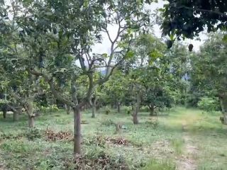 出售 土地 在 Ban Hong, Lamphun