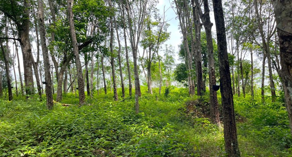 À vendre terrain à Takua Thung, Phang Nga