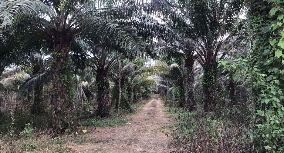 For sale land in Kabin Buri, Prachin Buri