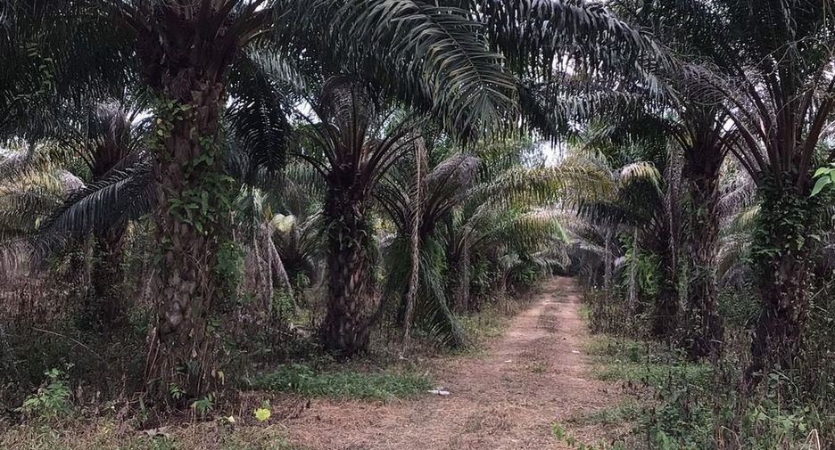 For sale land in Kabin Buri, Prachin Buri