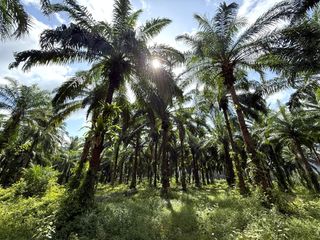 Grundstück zum Kauf in Mueang Krabi, Krabi