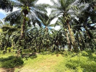 出售 土地 在 Mueang Krabi, Krabi